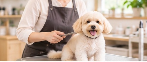 白い小型犬をトリミングするスタッフの手元