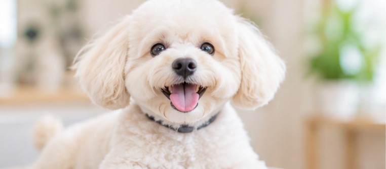 白い小型犬